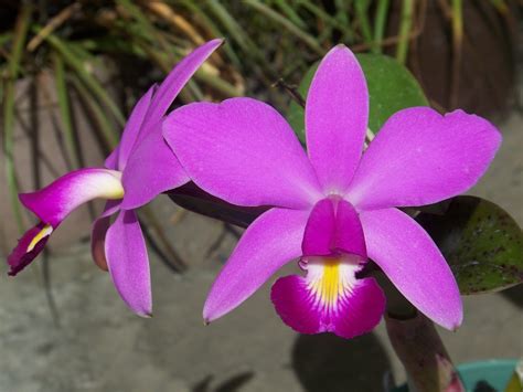 flor orquidea-1